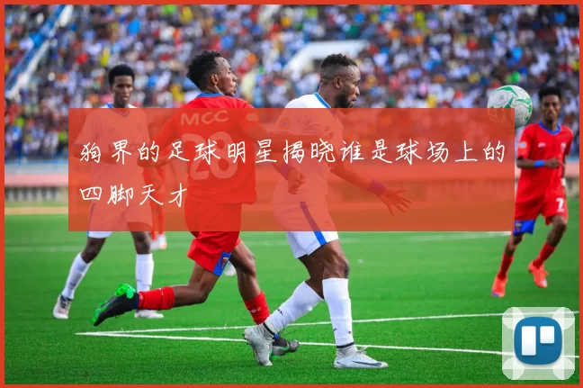 狗界的足球明星揭晓谁是球场上的四脚天才